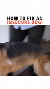 Holiday Tips #7: How To Fix An Insecure Dog. With the holidays approaching, dogs can be nervous and insecure around others. Make sure you institute a calm surrender environment so your pups can be comfortable and spend the holidays happily with you! | Cesar Millan