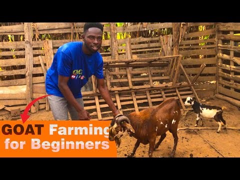 How to Start Goat Farming From Scratch | Expert Farmer Explains