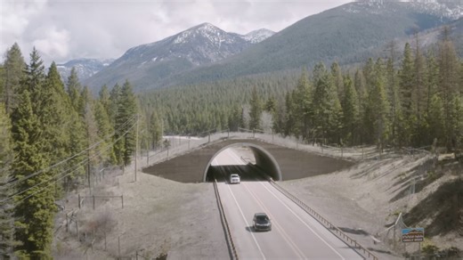 Indigenous Inspired Wildlife Crossings Reduce Collisions By 71% On Montana's Highway 93