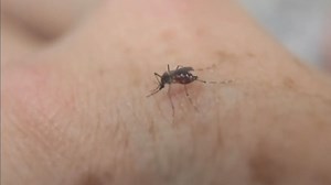 Zika vaccine candidates