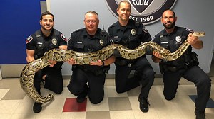 Florida officer wrangles python