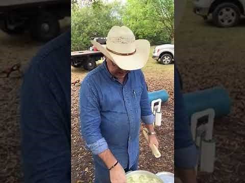 Swamp Cabbage Cutting Up and Cooking