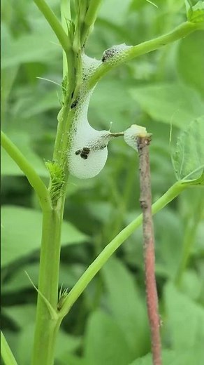 Spittlebugs