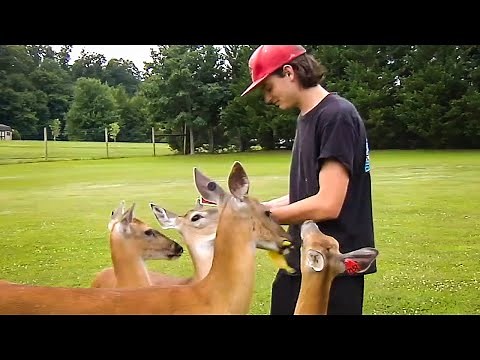 These pet deer love tater tots