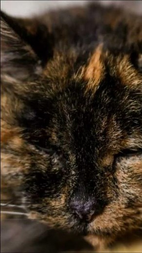 Flossie, the world's oldest living cat, is nearly 27 years old