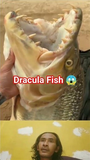 dracula fish #dracula #fish #ikan