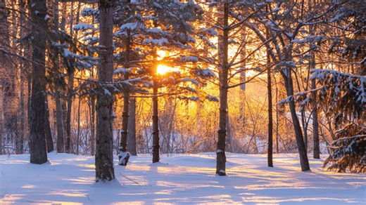 John MacArthur - The Christmas Message