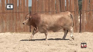 You owe it to yourself to come check em out and see why customers keep coming back to the Beef on Forage program. This thick made easy-fleshing bull along with 100 more will sell in Arcadia, Florida. More bulls. More Data. More Choices. September 15, 2023-Arcadia, Florida October 20-21, 2023-Brenham, Texas https://beefmasterbullsale.com | Beefmaster Bull Sale