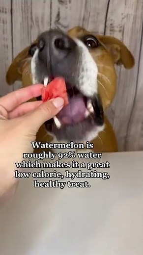 Can Dogs Eat Watermelon?