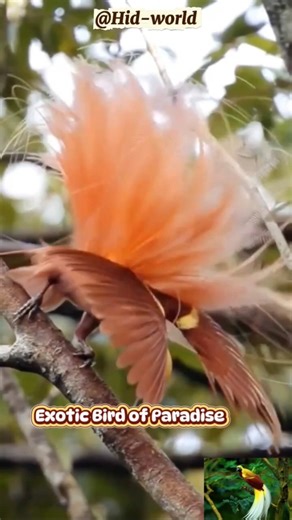 Exotic bird dance #shorts #viral #cendrawasih #exoticbird #amazingnature #@Hid-world