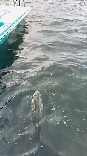 Capt. Buchen breaking in his new @scbboatsinc with a stud South Texas Trout that thumped Baby Trout Treuse 🔥 these were a hit last time we made them, might have to bring them back 🤔 | A.M. Fishing
