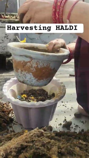 harvesting HALDI#Reels#shorts#agriculture