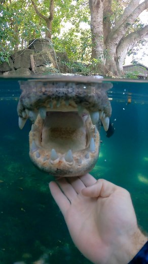 241K views · 7.3K reactions | Some gator jaw mechanics!! How the...