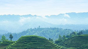 Live: Spring outing – chasing the colors of the season, Qingming's vitality awakens