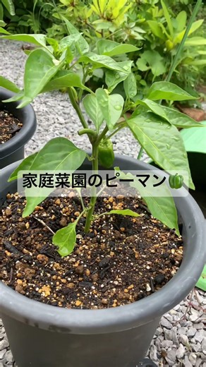 家庭菜園のピーマンとじゃがいも #家庭菜園 #畑 #再生栽培
