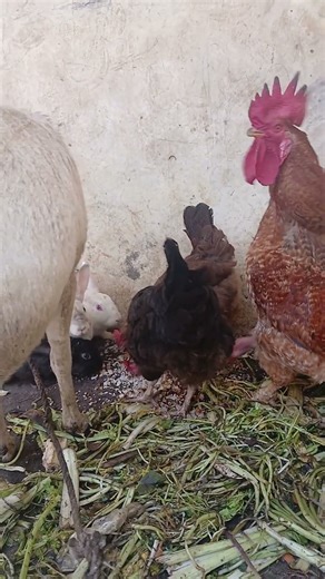 👉 You Won’t Believe These Animals Eating Together! 🐐🐇🐔 #viral #animals