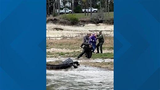 Gator Country goes big with new 13-foot resident