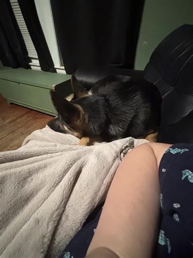 Loyalty to the max! Kujo and Willow are our German Shepherd puppies. They’ll be a year old in March but their gsd loyalty is already shining through! 🥰 #germanshepherd #dogbestfriend #puppytiktok