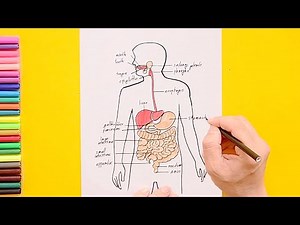 How to draw Human digestive system Video Lecture - Art and Craft