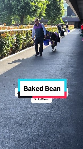 I Would Walk 500 Miles: A Humorous Take on Size