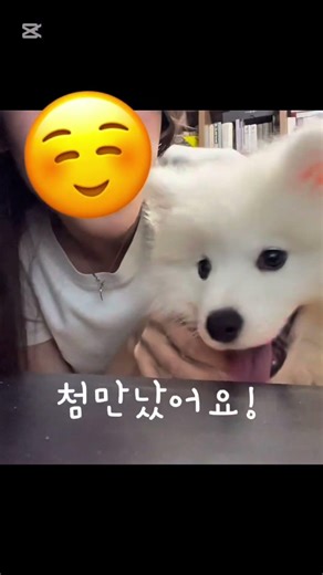 사모예드펀치를 소개합니다 #사모예드 #사모예드펀치 #samoyedlife