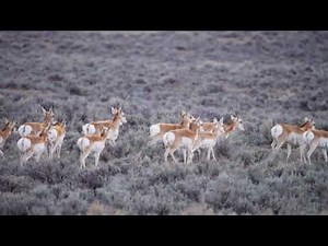 Stock Video - Herd of Pronghorn Antelope running in slow motion through sage brush