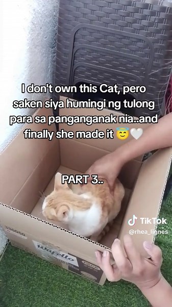 Stray Cat Asks for Help Giving Birth to Kittens