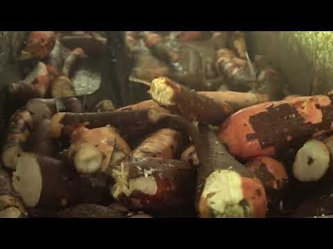 Transformación de yuca en almidón