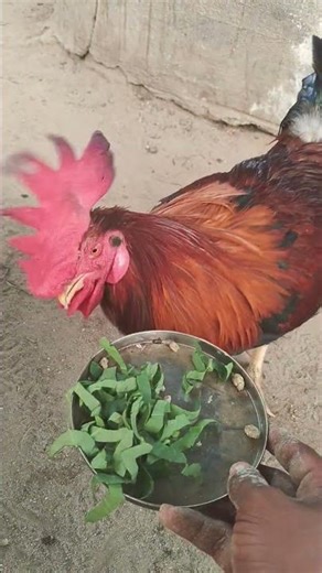 Feeding time 😀#shorts #ytshorts #viral #feeding