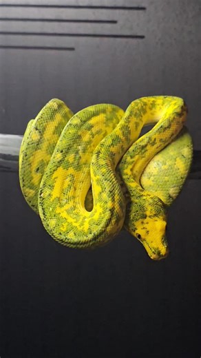 319 Reptiles on Instagram: "Ivy is really starting to show her true colors 🌿🐍 The green on this Biak Green Tree Python keeps intensifying with every shed, and it’s been incredible to watch her develop. This is one of those slow-burn transformations that reminds you why patience matters with this species. 🌐 www.319reptiles.com↗️ #GreenTreePython #BiakGTP #ReptileEvolution #319Reptiles"
