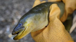 Eel populations are falling, and new protections are on the table. Japan and the US aren't convinced