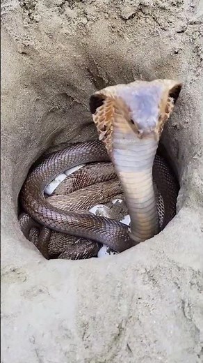 "When the Cobra Goes On the Attack!" #naturelovers #snake #animals #snakevideo