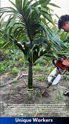 Palm tree replanting machine: people digging a hole for palm tree replanting