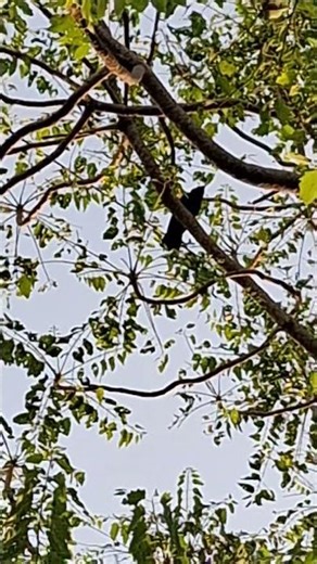 Beautiful Koel Bird Singing | Soothing Morning Nature Sound 🌿 |Relaxing Forest Vibes #koel #KoelBird