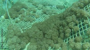 Large amounts of Waving hand coral on shipwreck Underwater shot from, Eilat, Israel ,red sea