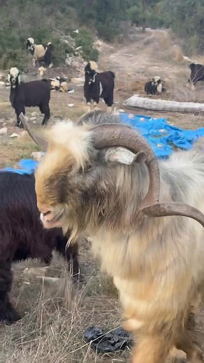 Mehmet Erdem on Reels