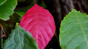 A slow, single-take video exploring the textures of nature