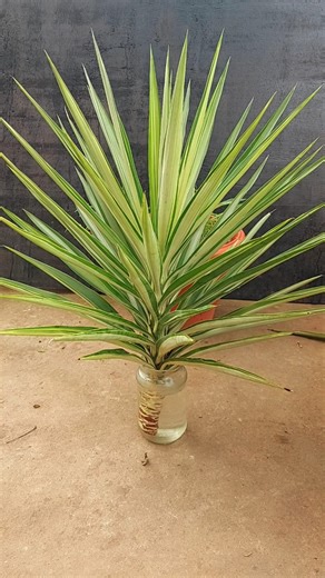 🪴Give The Gift Of LIFE With This Easy Yucca Propagation Trick!🪴 #yuccaplant #propagation #yuccaplantpropagation #plantpropagation #waterpropagation #yucca #indoorplants #plantcare #gardeningtips #plantlife #greenthumb #greenliving #diy #easydiy #plantsofinstagram #plantlove #junglevibes #urbangardening #homedecor #plantsoffacebook #facebookreels | Flower lovers