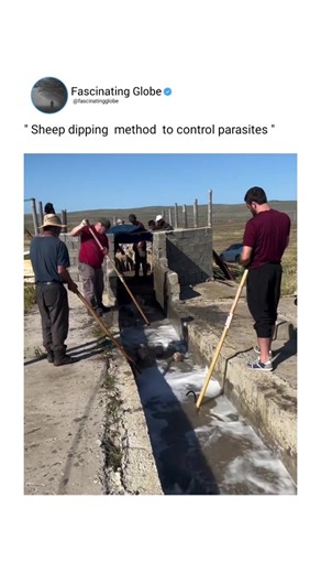 Fascinating Globe on Instagram: "Sheep dipping is a method of treating sheep to control parasites by immersing them in a liquid solution, typically containing insecticides and fungicides. The term also refers to the structure or area where this process takes place, and the liquid solution itself. It's a common practice in sheep farming to maintain animal health and prevent the spread of parasites like mites, lice, and ticks. . . . Source credit : agrofirma_shamgoda."