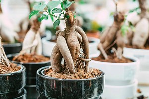 Ginseng Ficus Bonsai Tree: Complete Care & Growing Instructions