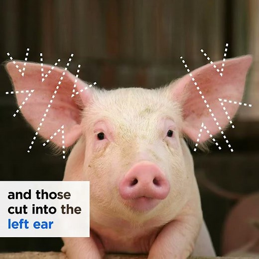 What Is Ear Notching?