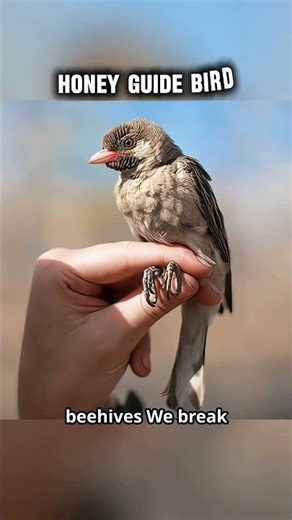 Honey Guide Bird Trick🐦 #shorts #honeyguidebird