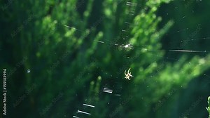Spider build the web in nature. Footage about the creation of a spider web.