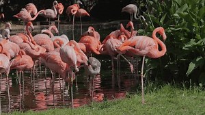 A mixed flock of American and Chilean flamingos wading in a pond