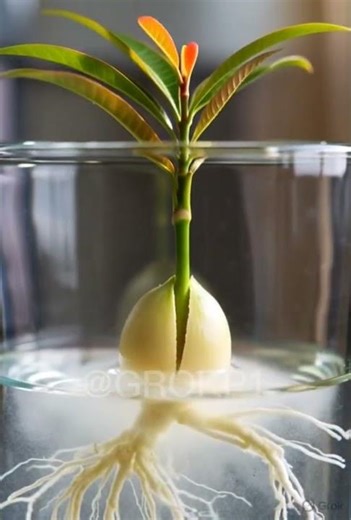 Watch a Mango Seed Transform into a Growing Seedling Timelapse Growth from Seed to Plant #fly #grok