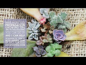 Succulent Propagation 101: Growing Tips and Troubleshooting with Sucs for You
