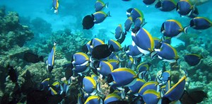 Volcanic eruptions once caused mass extinctions in the oceans – could climate change do the same?