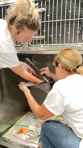 1.3K views · 863 reactions | This brown pelican came in showing signs of toxicosis from red tide. We continue to admit sick shorebirds and other animals unable to stand, sit up properly and struggle to breathe. Please call 239-262-2273 for wildlife help. #wildliferehab #brownpelican #wildlifehospital #redtide #naplesflorida | Conservancy of Southwest Florida | Facebook