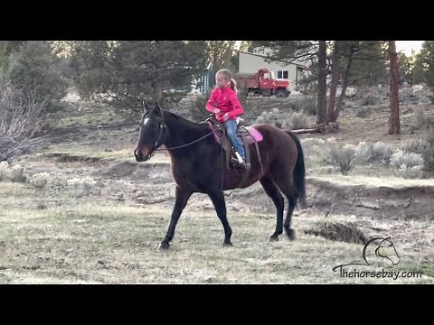 Quarter Horse For Sale