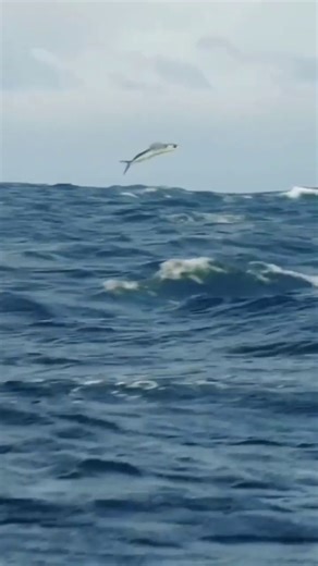 308K views · 2.8K reactions | Danger from above and below! The flying fish is a favorite prey of many ocean predators throughout the world, and can glide upwards of 600 feet when taking evasive action to avoid being eaten!!  @naturetie . . . . . #BDOutdoors #fisherman #angler #flyingfish #mahimahi #mahi #dorado #frigate #nature #tuna #marlin #offshorefishing #ocean #predatorvsprey #wildlife #marinelife #sportfishing #deepsea #saltwaterfishing #naturevideography | BD Outdoors | Facebook